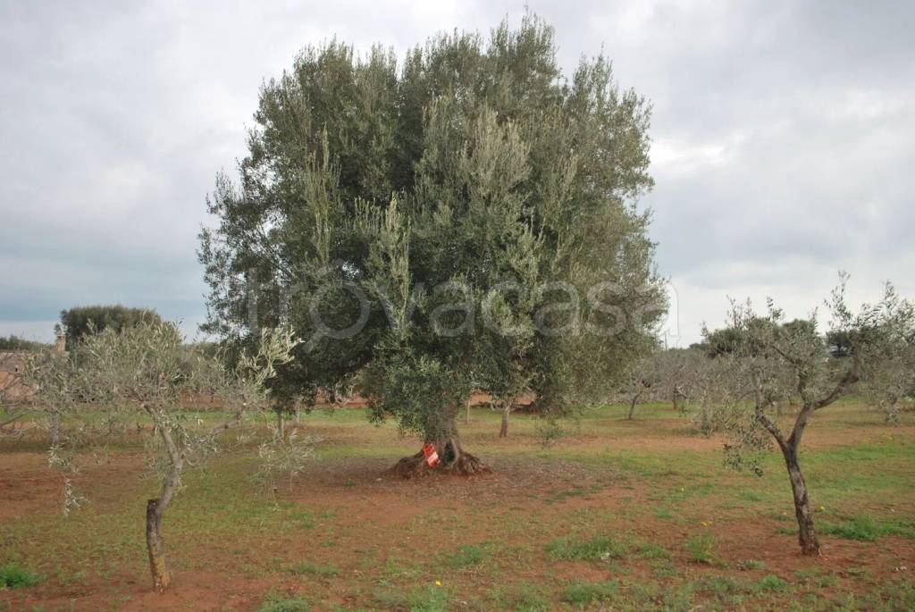 immagine annuncio 12 di 13