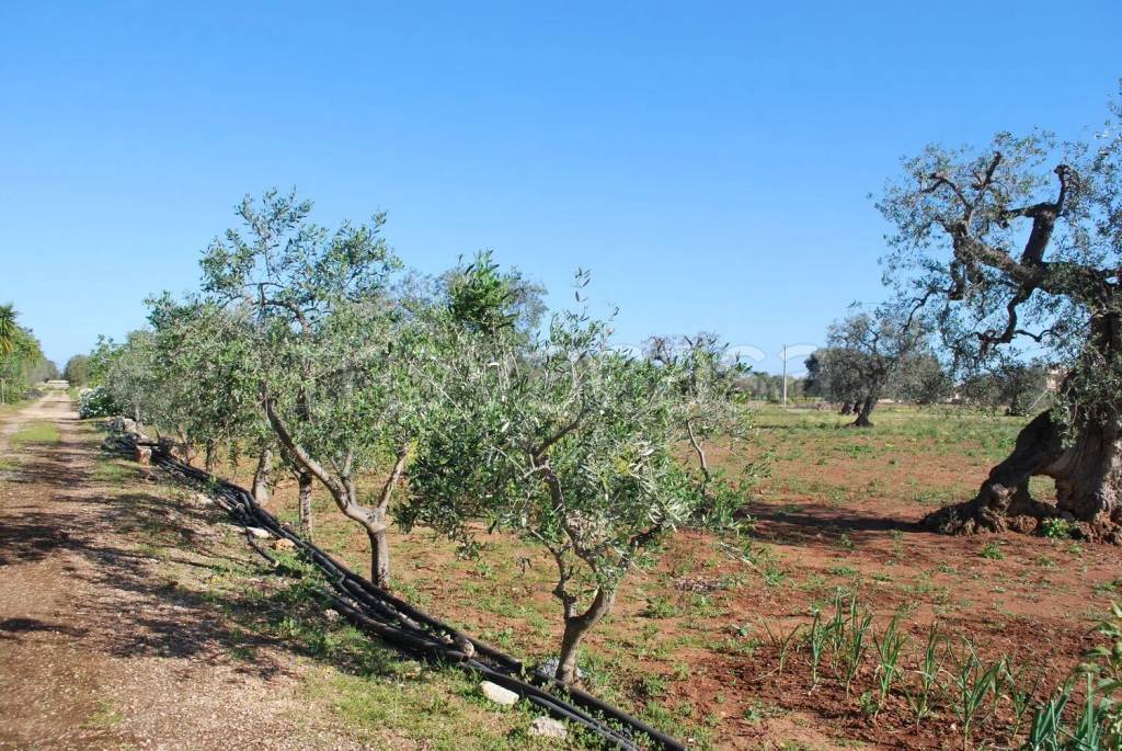 immagine annuncio 7 di 13