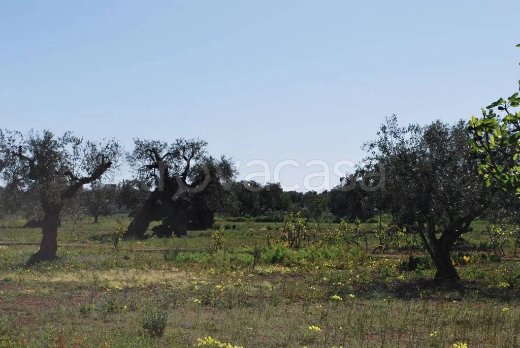 immagine annuncio 11 di 13