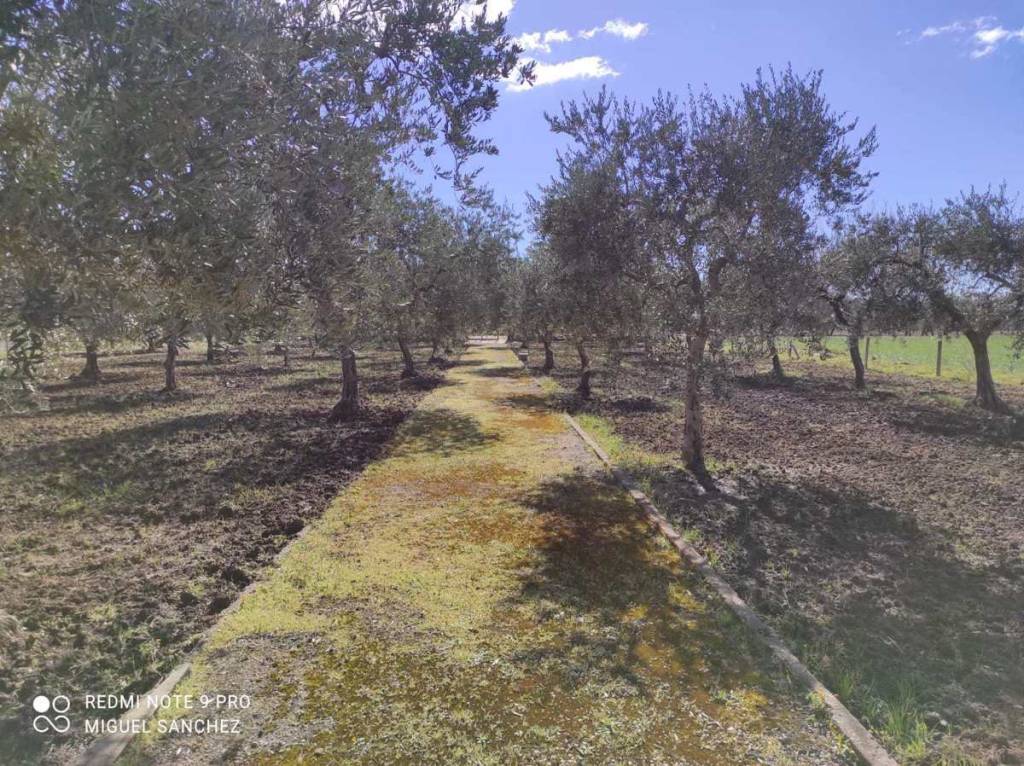 immagine annuncio 8 di 14