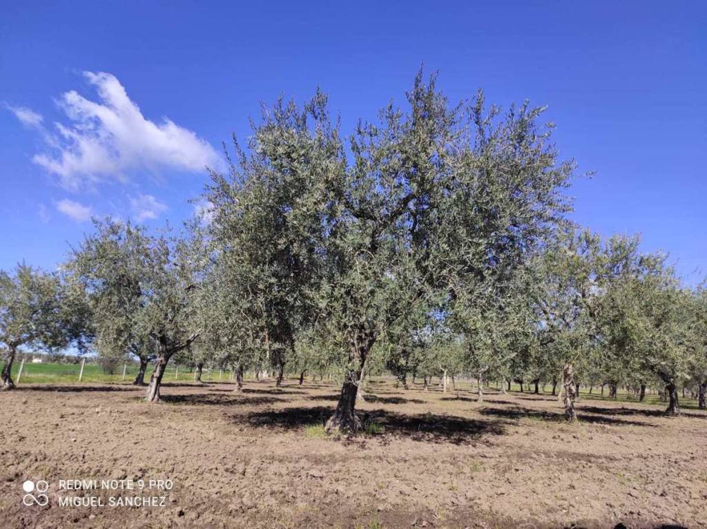 immagine annuncio 11 di 14