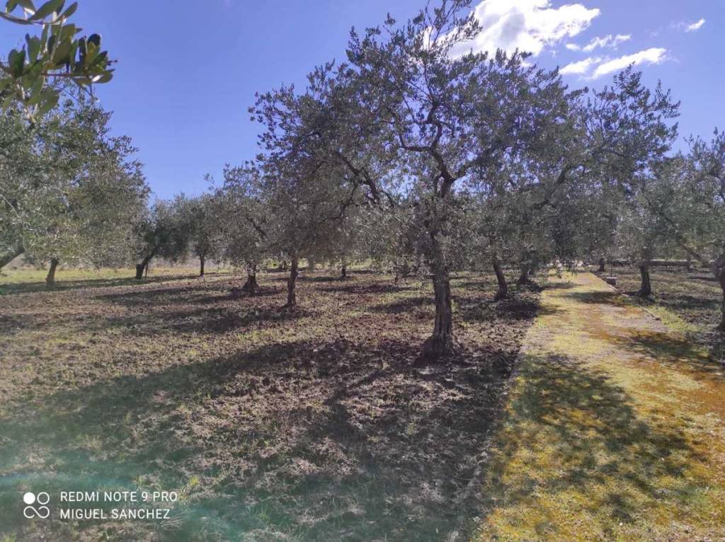 immagine annuncio 12 di 14