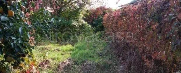 immagine annuncio 10 di 14