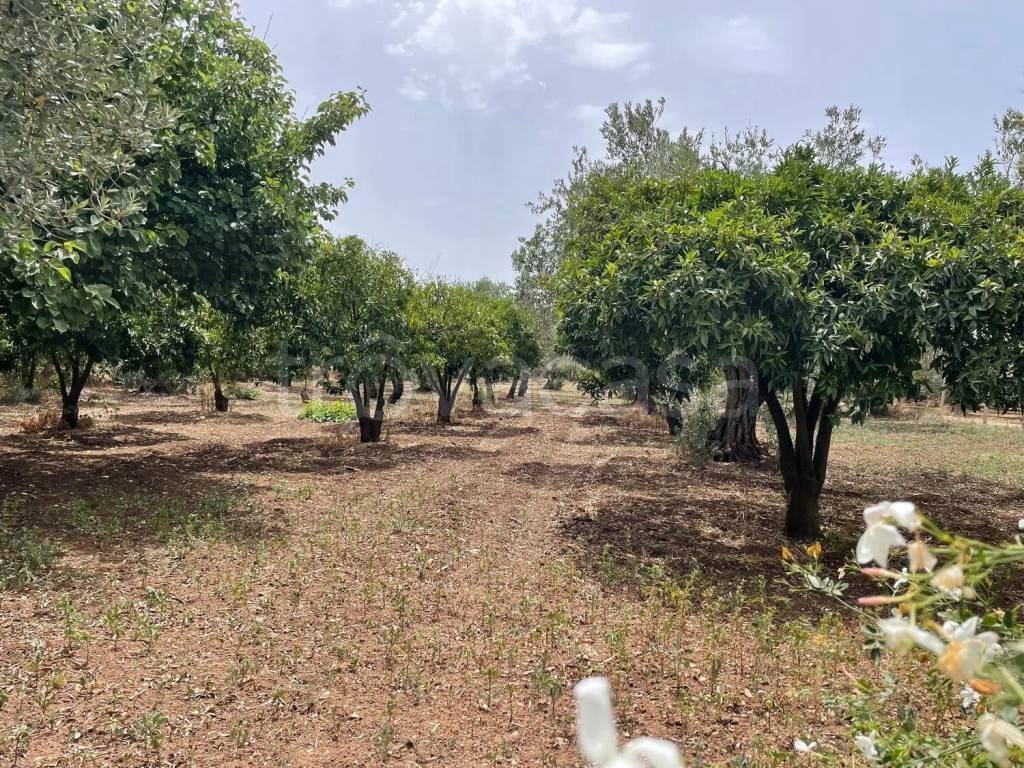 immagine annuncio 1 di 2