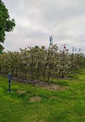 immagine annuncio 9 di 15