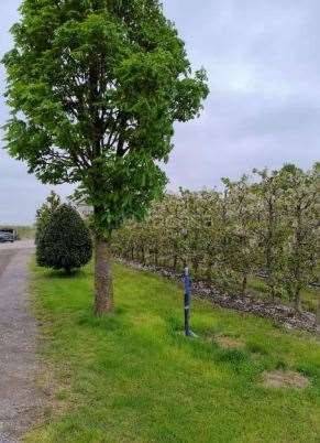 immagine annuncio 10 di 15