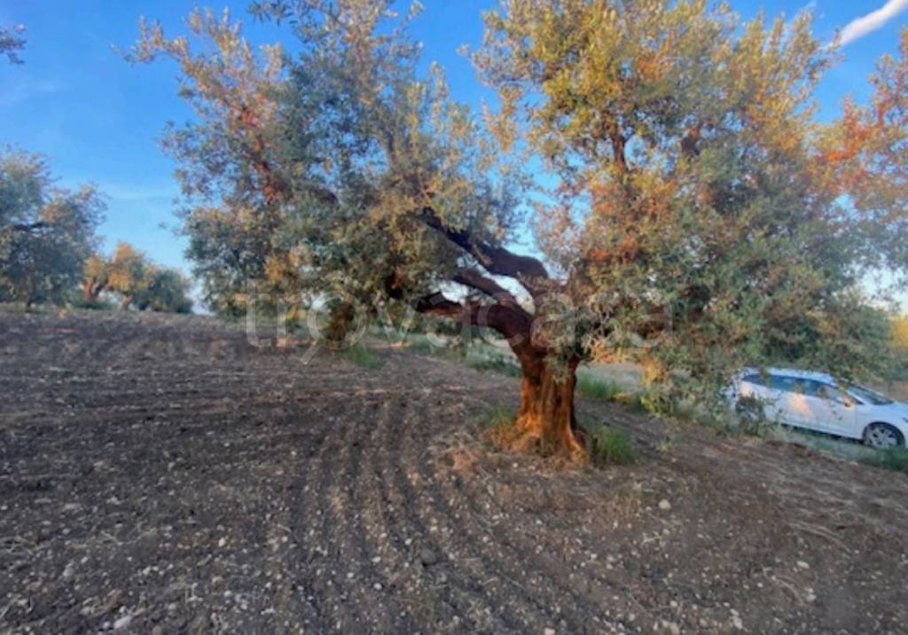 immagine annuncio 3 di 12