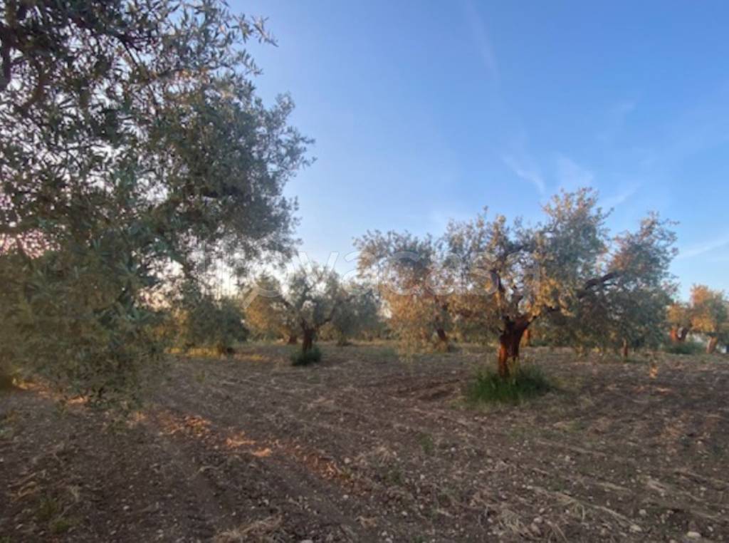 immagine annuncio 4 di 12