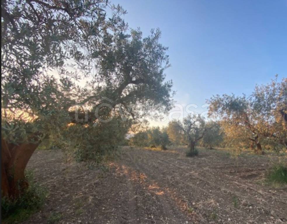 immagine annuncio 6 di 12