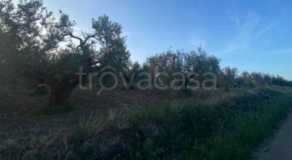 immagine annuncio 7 di 12