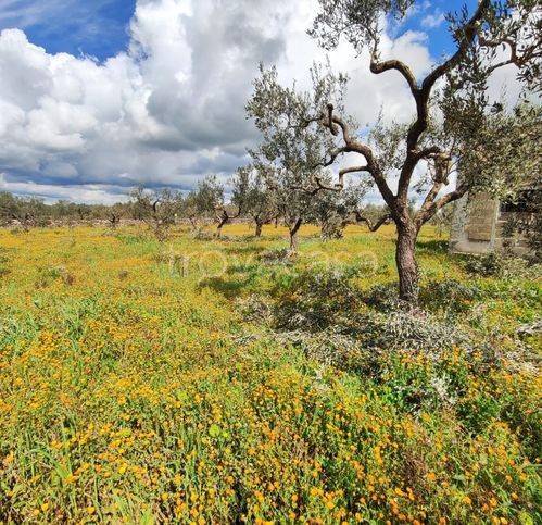 immagine annuncio 10 di 14