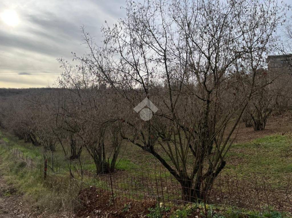 immagine annuncio 5 di 9