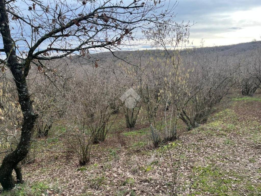 immagine annuncio 8 di 9