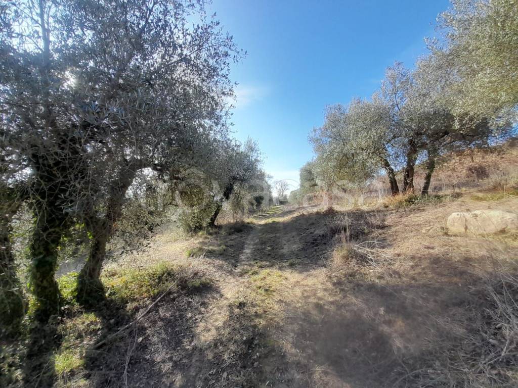 immagine annuncio 1 di 9