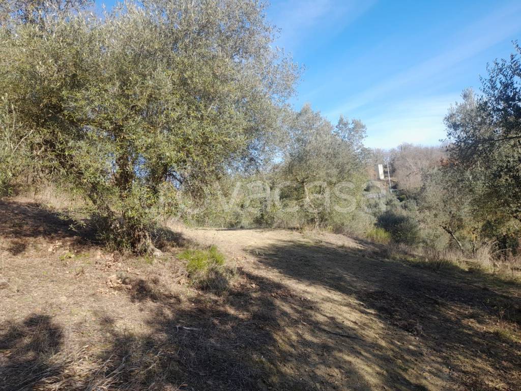 immagine annuncio 2 di 9