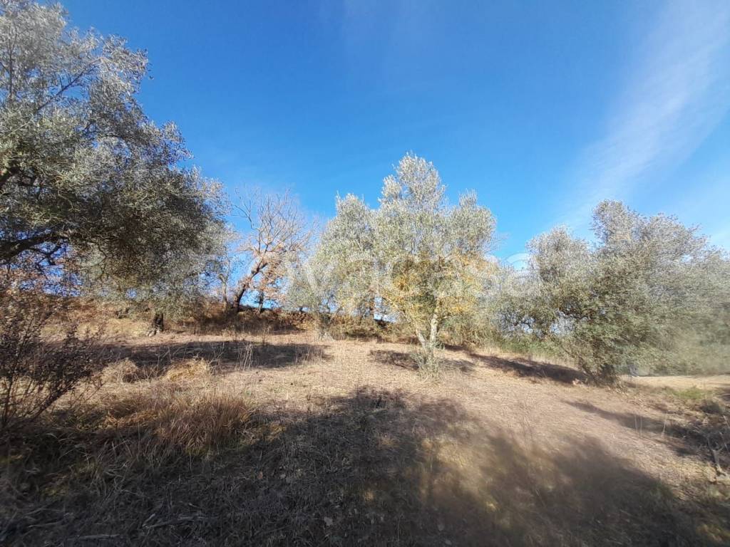 immagine annuncio 4 di 9