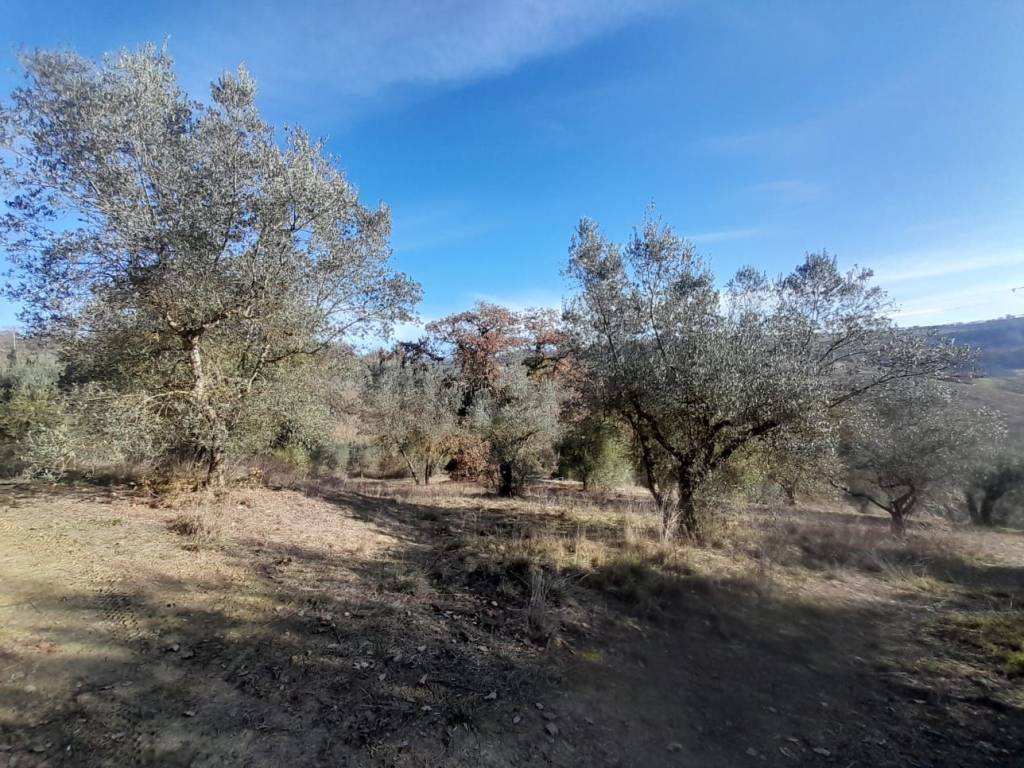 immagine annuncio 5 di 9