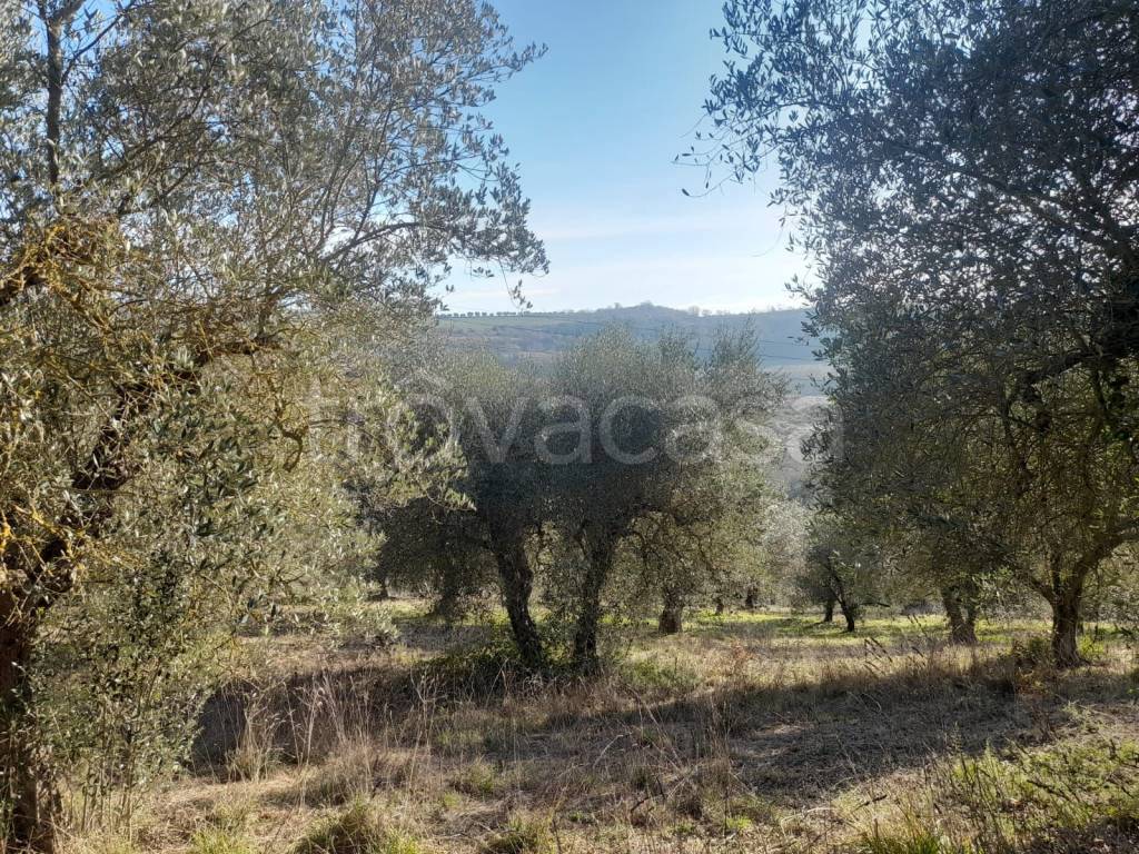 immagine annuncio 6 di 9