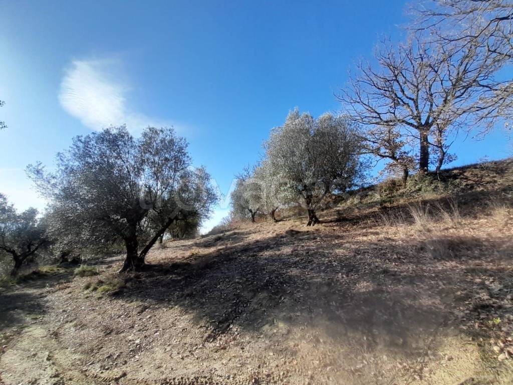 immagine annuncio 7 di 9