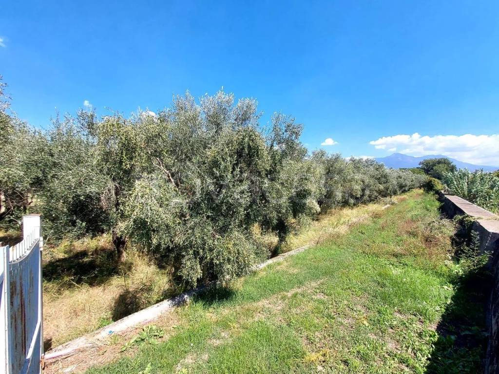 immagine annuncio 4 di 8