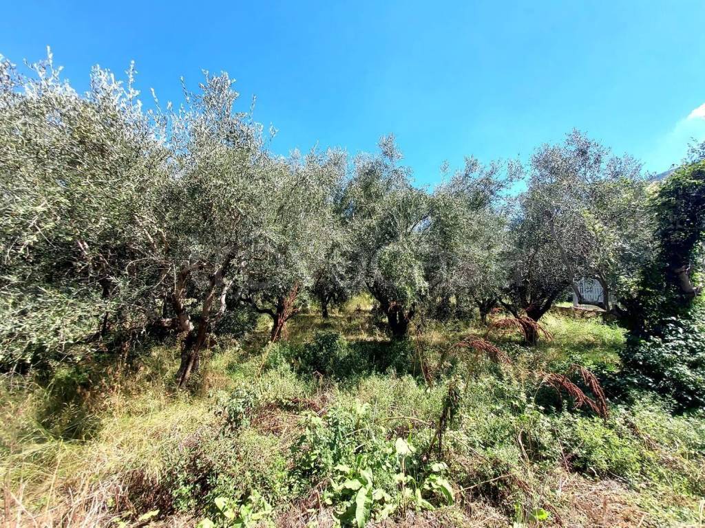 immagine annuncio 6 di 8