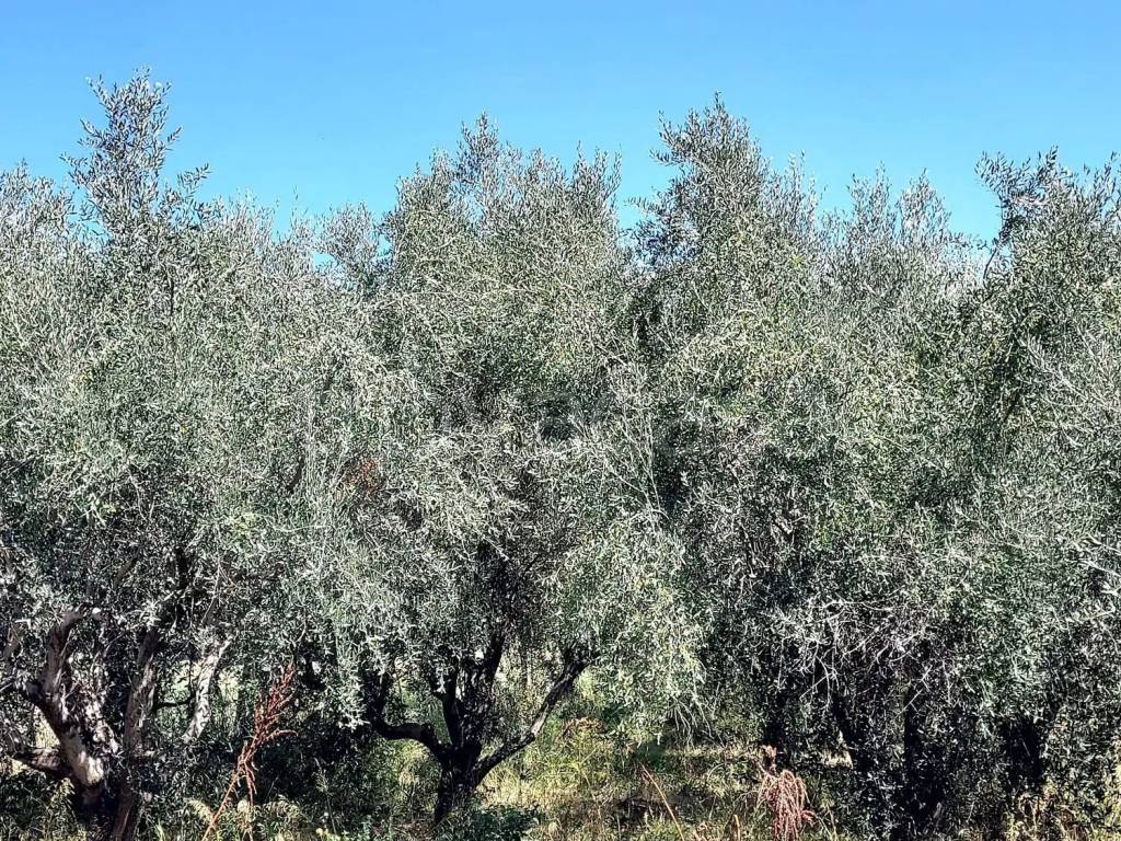 immagine annuncio 7 di 8