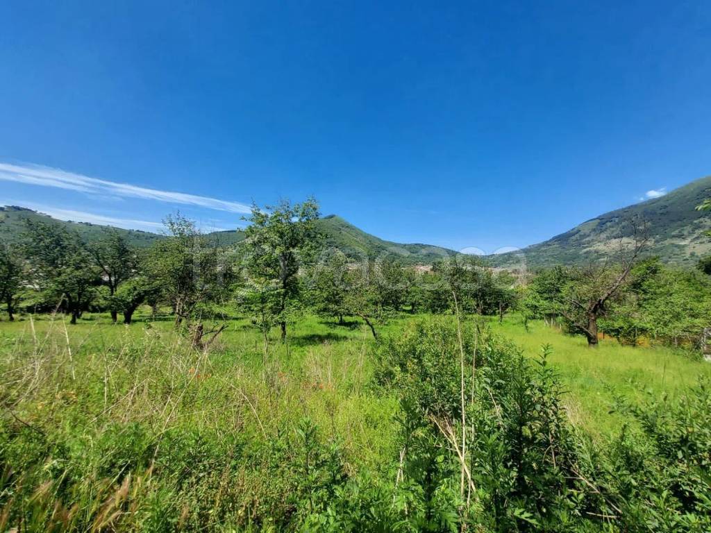 immagine annuncio 5 di 7