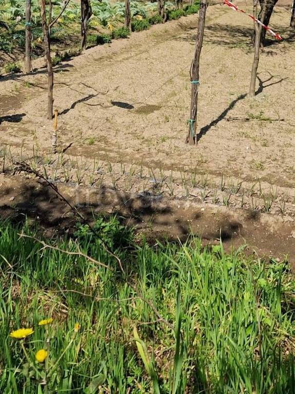 immagine annuncio 1 di 8