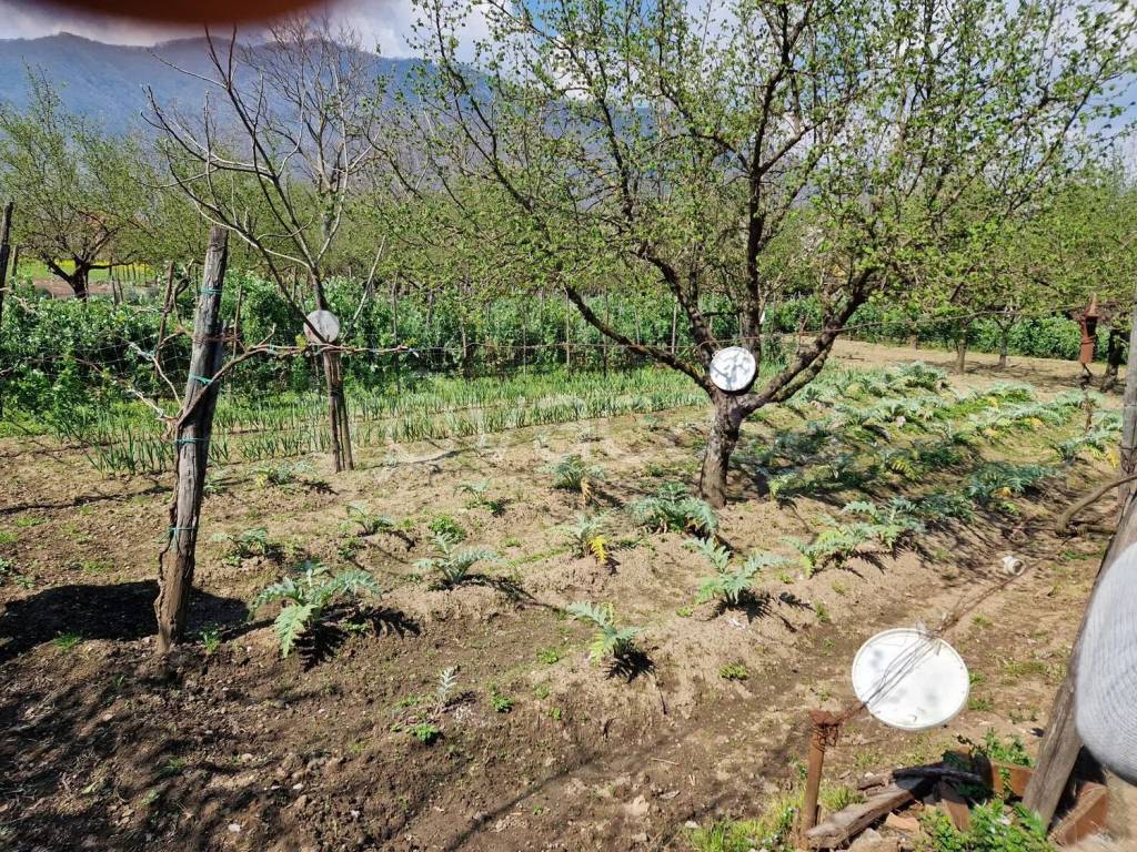 immagine annuncio 6 di 8