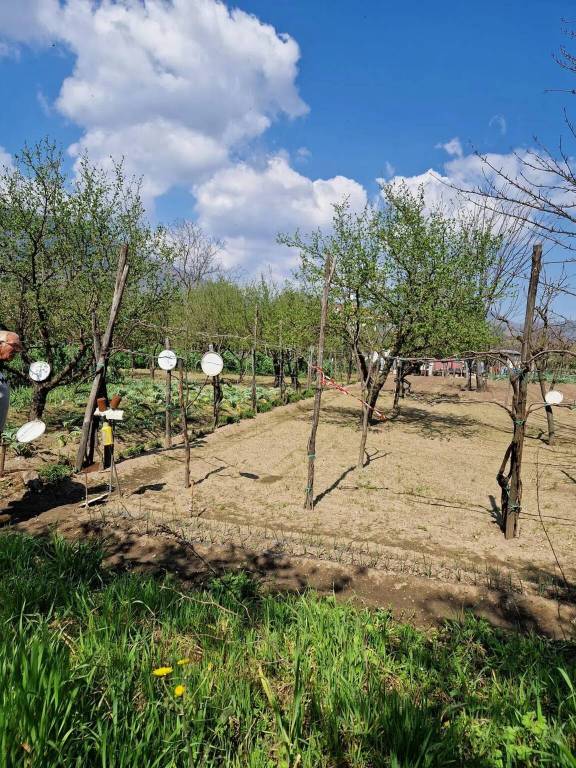 immagine annuncio 7 di 8