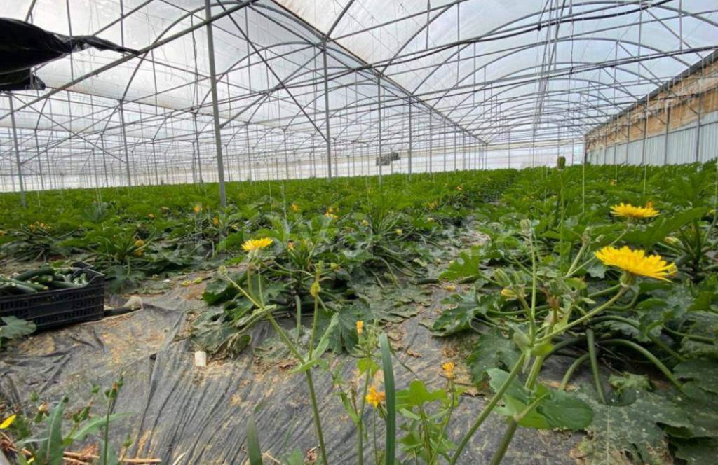 immagine annuncio 10 di 14