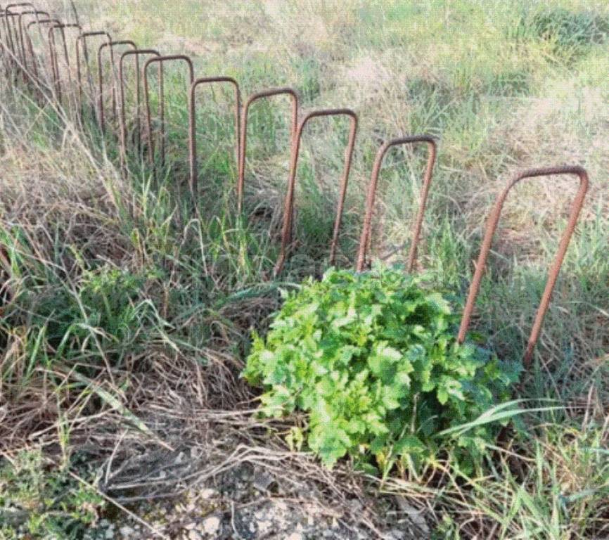 immagine annuncio 6 di 10