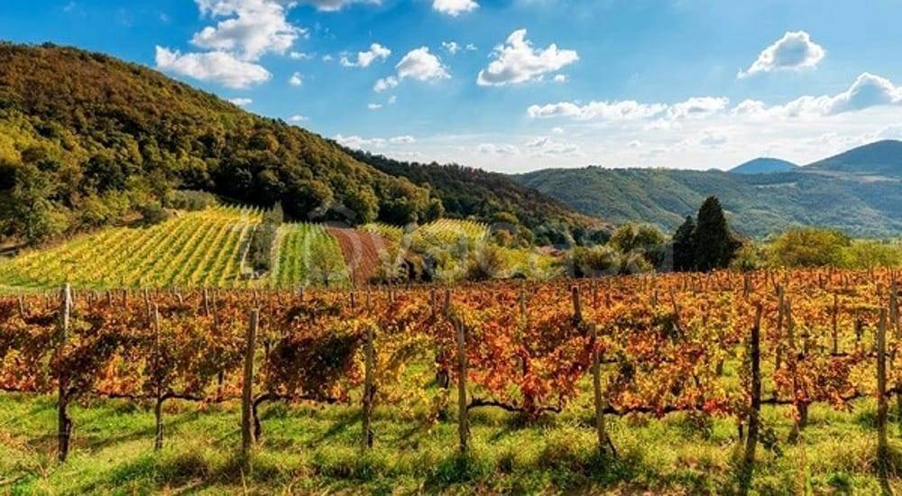 immagine annuncio 7 di 8