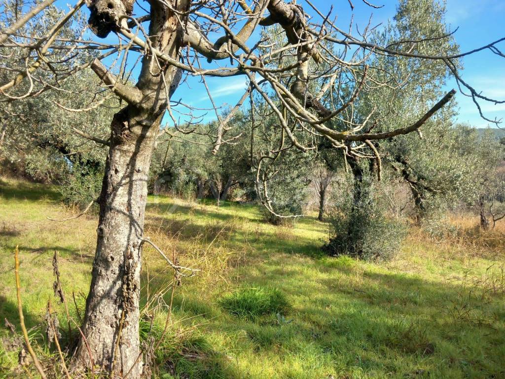 immagine annuncio 2 di 4