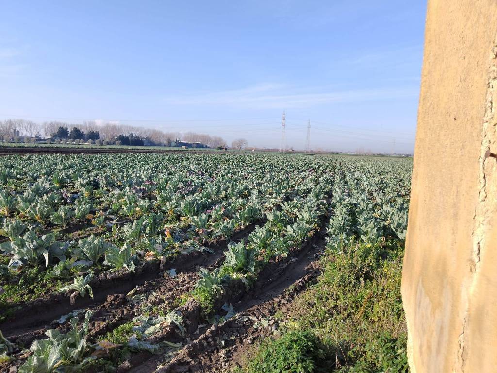 immagine annuncio 4 di 8