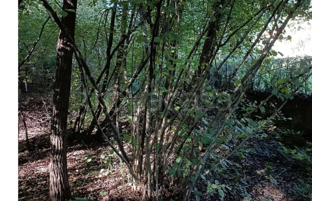 immagine annuncio 7 di 12