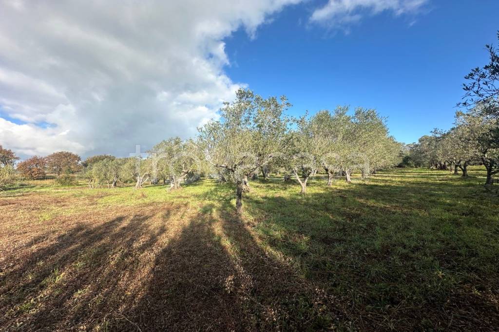 immagine annuncio 3 di 7