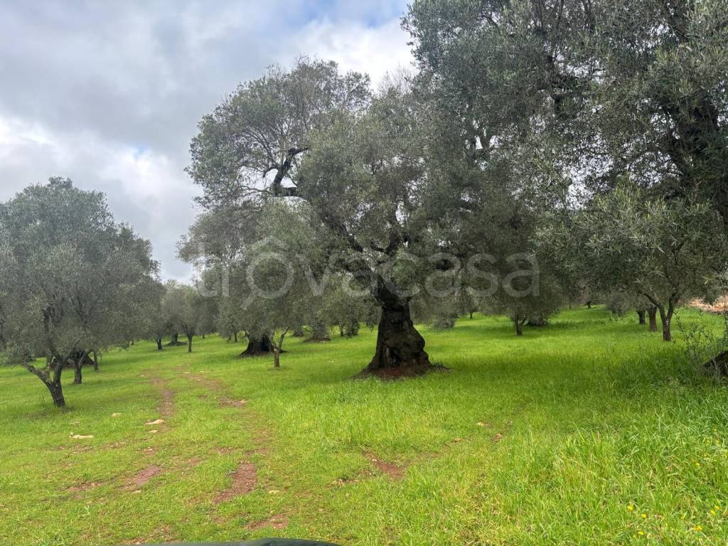 immagine annuncio 4 di 11