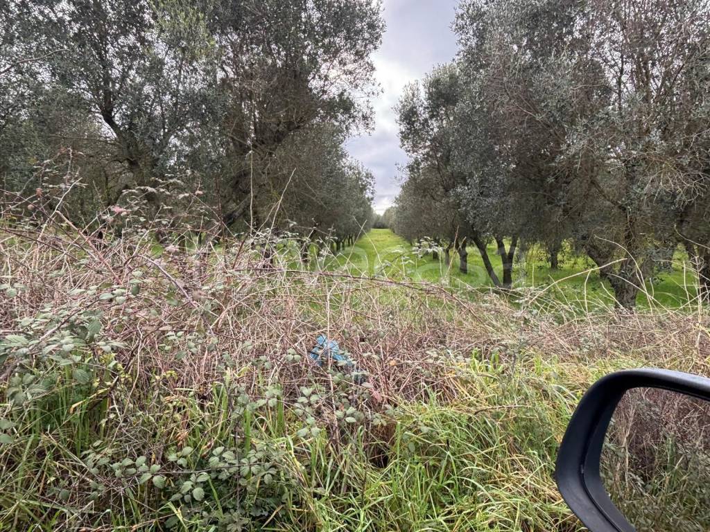 immagine annuncio 5 di 11