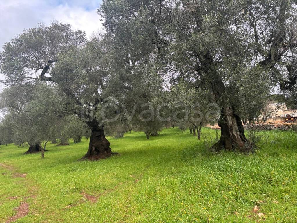 immagine annuncio 9 di 11