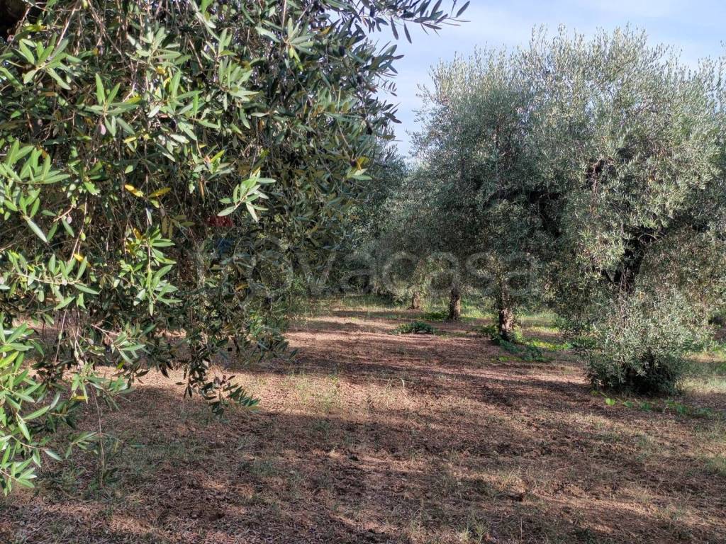 immagine annuncio 2 di 12