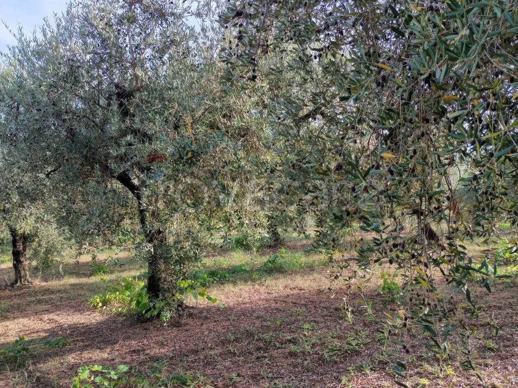 immagine annuncio 3 di 12