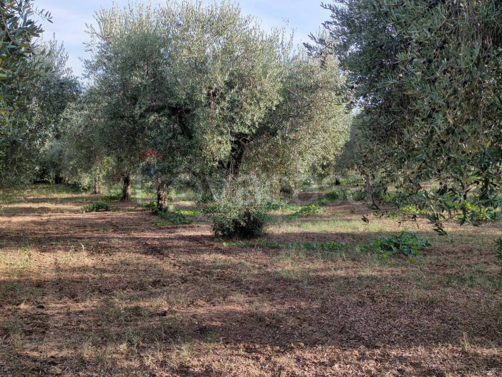 immagine annuncio 6 di 12