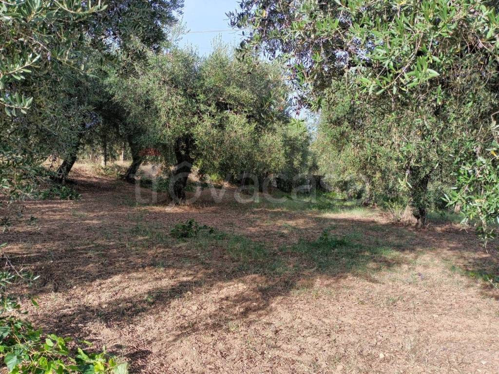 immagine annuncio 9 di 12