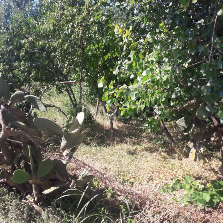 immagine annuncio 4 di 8