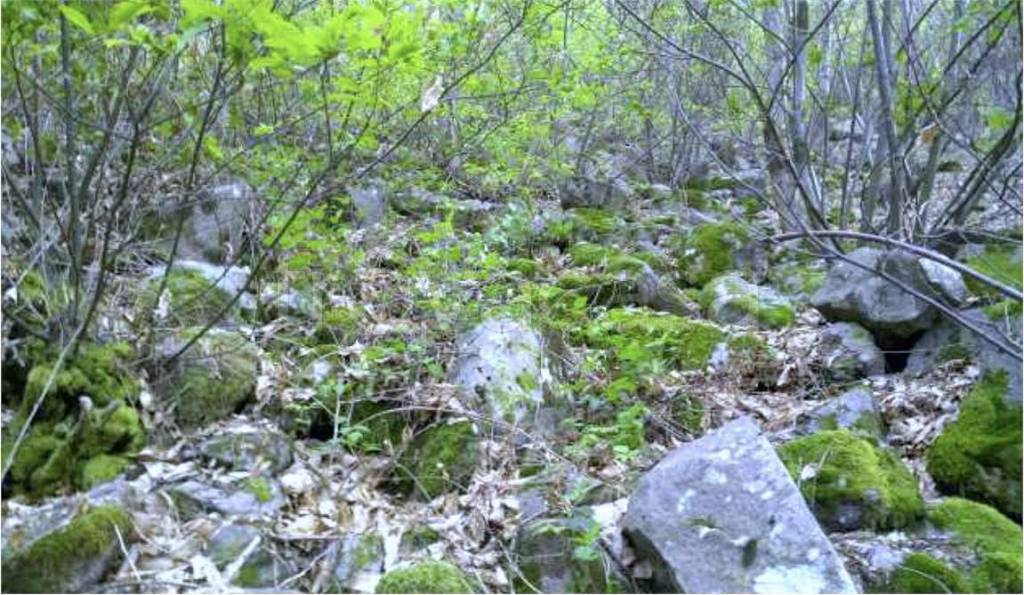 immagine annuncio 4 di 8