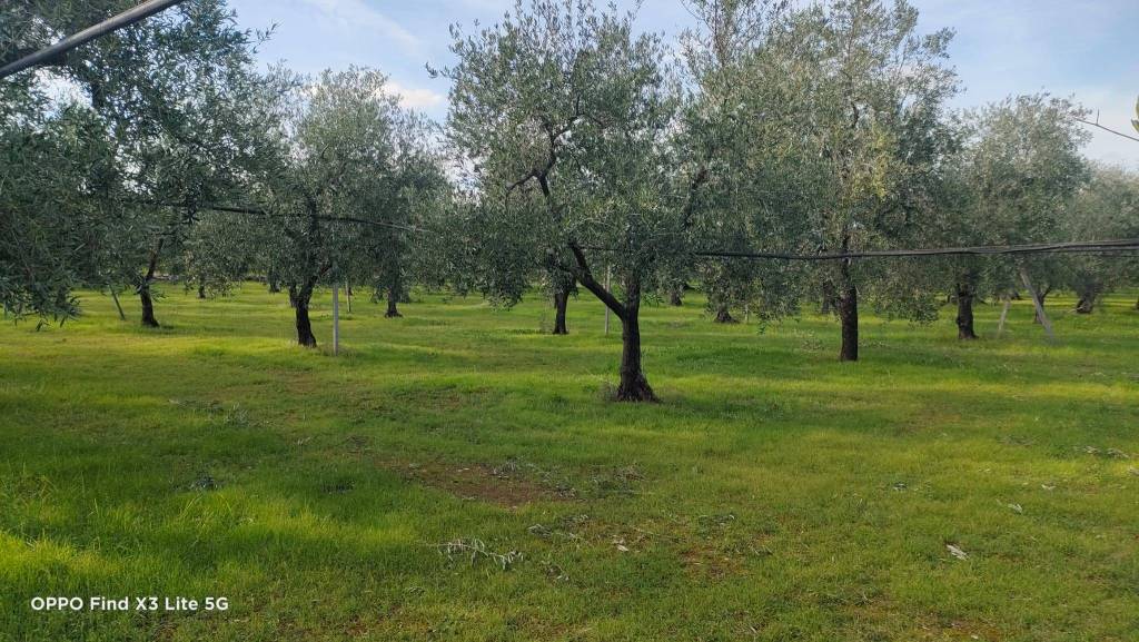 immagine annuncio 2 di 3