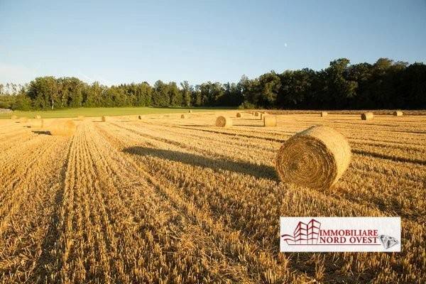 immagine annuncio 4 di 7