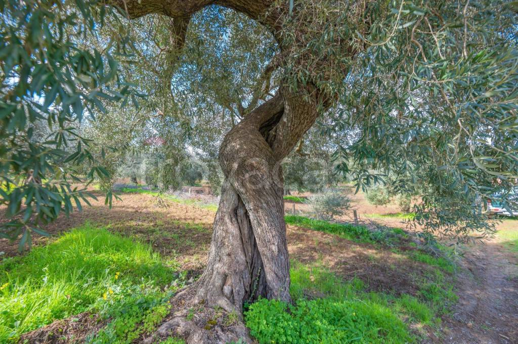 immagine annuncio 3 di 7