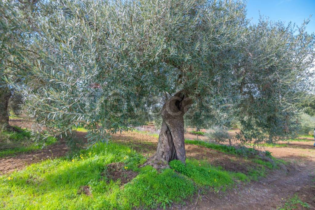 immagine annuncio 4 di 7